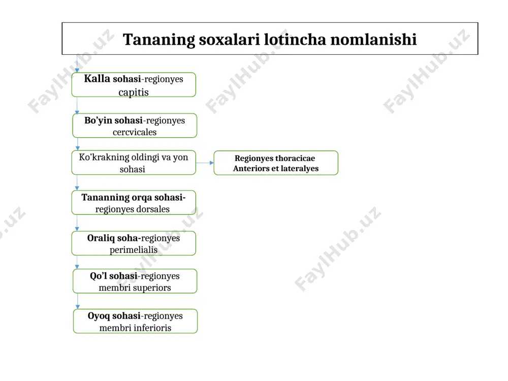 jarishda bir xil muskullar qisqarib 2-tomonda joylashgan muskullar qarama-qarshi ish bajarsa bunday muskullar zid muskullar deyiladi. (bilakni bukuvchi, antoginst) muskul qisqarib ikkinchi muskulga yordam bersa bunday muskullar hamkor (sinergist) muskullar deyiladi. muskullar ish bajarganda g’altaklar, sinovial xaltachalar, pay qinlari sesamasimon suyaklar muhim ahamiyatga ega