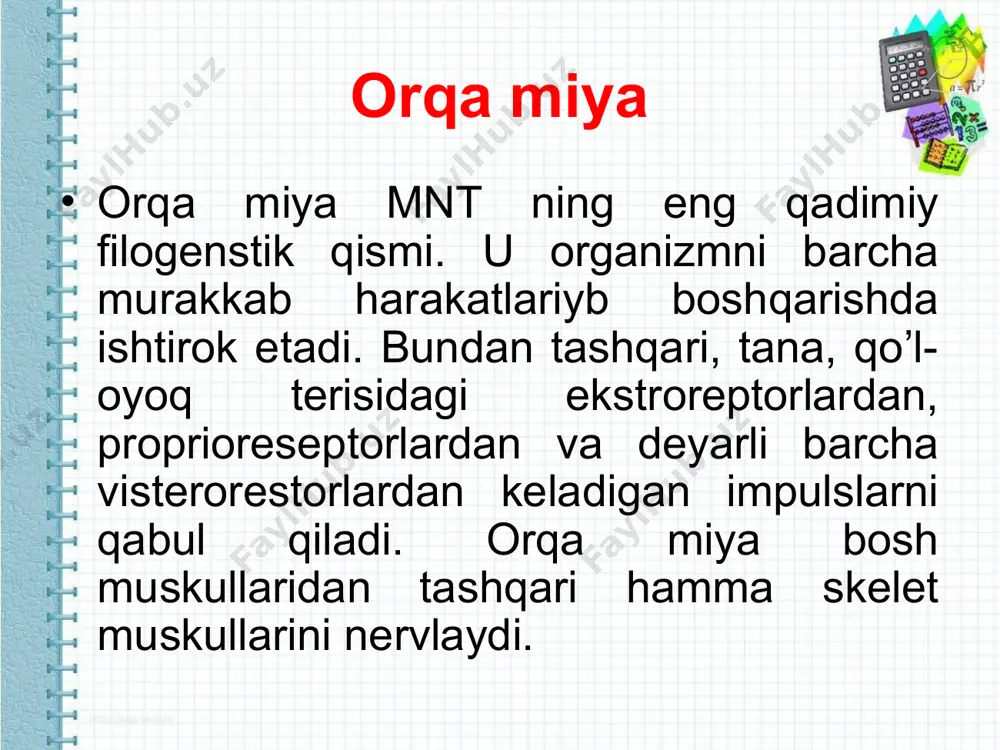 n tashqarida joylashgan. afferent tolalarning skelet muskullartiga beradigan neronlar tanalari spinal tugunlarda, ichki a’zolarning sezgirligini ta’minlaydigan neyronlarning tanalari esa vigatativ nerf tizimining ekstra va intramural tugunlarida joylashgan. www.arxiv.uz www.arxiv.uz afferent neronning 1 ta o’simtasi bo’lib, somadan sal uzoqlashgach ikki shohga bo’linadi. biri retseptordan qo’zg’alishni somaga, ikkinchisi esa impulslarni hujayra tanasidan orqa yoki bosh miyyadagi neyronlarga yetkazadi. bu tolalarni qo’zg’alishni o’tkazish tezligiga, yo’g’nligiga ko’ra a, b, va c guruhlariga kiritish mumkin. orqa miyaning efferent neyronlari alfa va gamma motoneyronlardan hamda vigitativ nerf tizimining kreganglional neyronlaridan iborat. alfa. – motoneyronlar orqa miyada shakillangan signallarni skelet muskullariga yetkazadi. bu neyronlarning aksonlari muskulga yaqinlashib, bir qancha shohchalarga bo’linadi va 10 dan to 100 gacha muskul tolalarini nervlab harakat birligini hosil qiladi. gamma-motoneyronlar skelet muskullarining murakkab retseptorlari – muskul duklari ichidagi intrafuzal muskul tolalarni nervlaydi. bu neyronlardan muskul duglariga tushib turadigan impulslar intrafuzal muskul tolalar tarangligini ekstrafuzal tolalarning qisqarishiga moslab, retseptor sezgirligini yuqori darajada bo’lishini …
