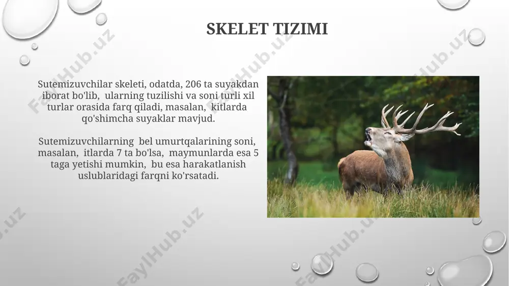 ular 90 minutgacha suv ostida qolishlari mumkin, ammo bu turga va joylashuviga bog'liq. sutemizuvchilarning nafas olish tizimi o'pkadan, bronxlardan va traxeyadan iborat bo'lib, taxminan 300 million alveolani o'z ichiga oladi, bu gaz almashinuvi uchun katta sirt maydonini ta'minlaydi. yurak-qon tomir tizimi katta hayvonlar, masalan, fillar yoki kitlar, kichik hayvonlarga qaraganda ancha katta yurak hajmiga ega bo'ladi; bu ularning katta tana o'lchamiga mos keladi va qonni butun tanaga samarali etkazishni ta'minlaydi, masalan, afrika fili yuragi 20 kg ga yetishi mumkin. qonning organizm bo'ylab tez va samarali harakatlanishi uchun sutemizuvchilarning qon tomirlari murakkab tarmoq hosil qiladi; bu tarmoq qonning bir daqiqada 5 litrgacha aylanishini ta'minlaydi. masalan, sichqoncha yuragi daqiqasiga 600 marta uradi. ko'payish tizimi sut emizuvchilarning ko'payish tizimi, urg'ochilarida 2 ta tuxumdon va bachadon mavjud bo'lib, urug'lanish asosan ichki muhitda, ya'ni bachadon naychasida sodir bo'ladi. monotremalar (masalan, echidnalar va platypuslar) tuxum qo'yish orqali ko'payadi, lekin keyinchalik bolalarini sut bilan boqadi. bu avstraliya …