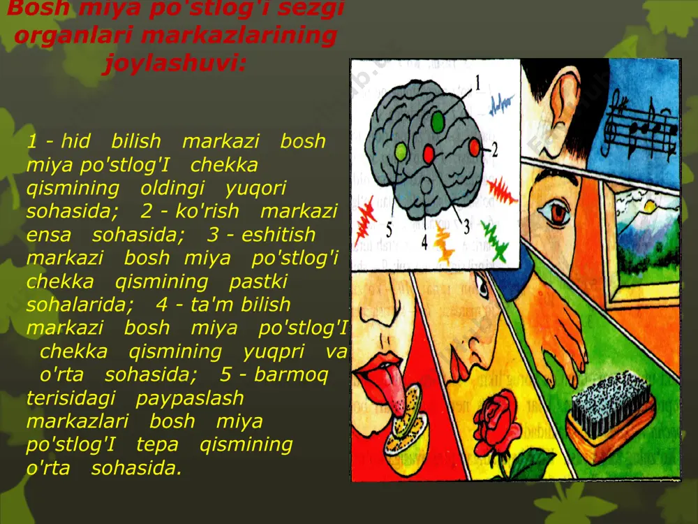 sezgi organlarining ahamiyati va ko’rish analizatori - Page 4
