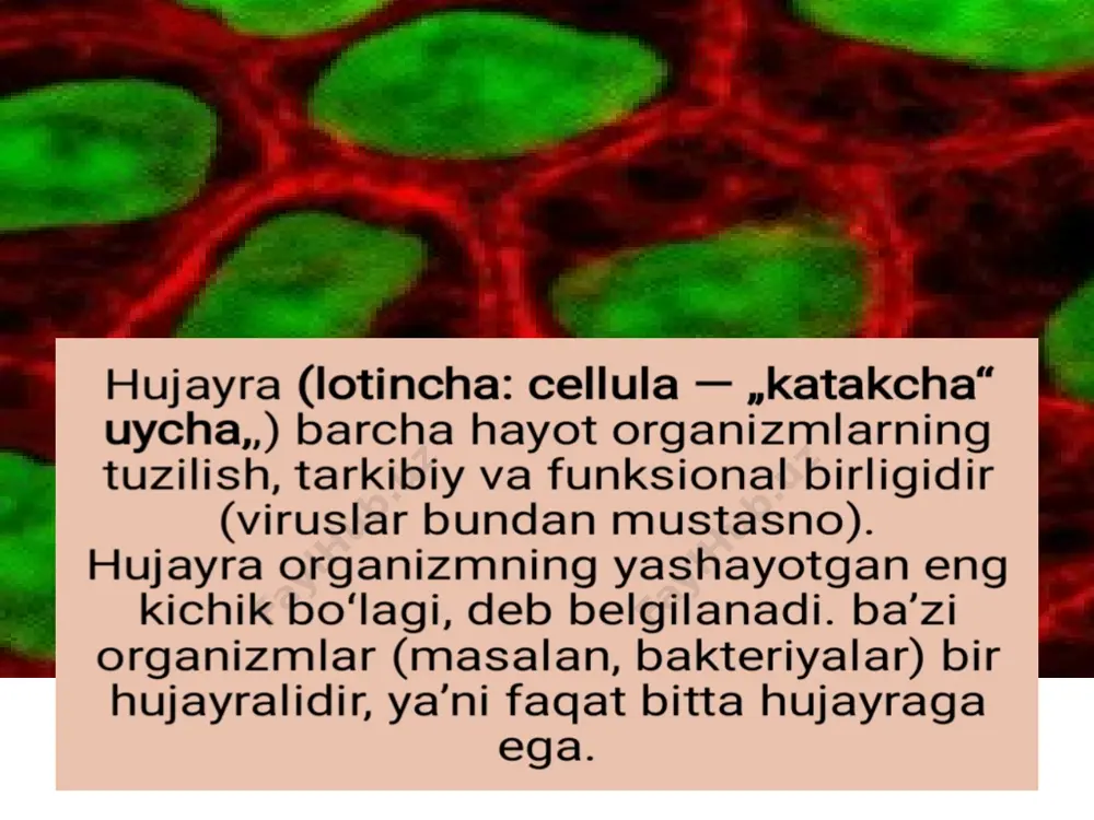 alar ko‘rilishini ta’minlaydi. fan va tadqiqotlar uchun muhim ma’lumot manbai hisoblanadi. o‘zbekiston qizil kitobiga kiritilgan ba’zi hayvonlar oq laylak amudaryo delfini buxoro bug‘usi markaziy osiyo iloni qizil bo‘ri hayvonlarning xilma-xilligi va ularning muhofazasi tabiiy muvozanatni saqlash uchun juda muhim. shu sababli har bir inson tabiatni asrash va noyob hayvonlarni himoya qilishga o‘z hissasini qo‘shishi kerak. mikroorganizmlar mikroorganizmlar – mikroskop ostida ko‘rinadigan, mayda tirik mavjudotlardir. ular tuproq, suv, havo va tirik organizmlar tanasida yashaydi. mikroorganizmlar tabiatda muhim rol o‘ynaydi va foydali ham, zararli ham bo‘lishi mumkin. mikroorganizmlar turlari 1. bakteriyalar eng sodda, bir hujayrali organizmlar. foydali turlari: sut kislotasi bakteriyalari (yogurt tayyorlashda), azotni bog‘lovchi bakteriyalar (o‘simliklarga foydali). zararli turlari: sil tayoqchasi, ichak infeksiyalarini keltirib chiqaruvchi bakteriyalar. 2. viruslar tiriklik va noorganik modda orasida oraliq holatda. faqat tirik hujayrada ko‘payadi. gripp, oiv, gepatit va qizamiq kabi kasalliklarni keltirib chiqaradi. 3. zamburug‘lar ko‘p hujayrali yoki bir hujayrali organizmlar. foydali turlari: xamirturush (non tayyorlashda), …
