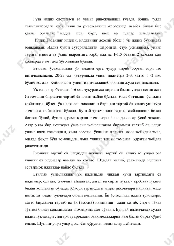 лади. бундай илдизчалар худди илдиз тукчалари сингари тупроқдаги озиқ моддаларни нам билан бирга сўриб олади. шунинг учун улар фаол ёки сўрувчи илдизчалар дейилади. фаол илдизчаларнинг узунлиги кўпинча 10-15 см. га етади, диаметри эса ғўзанинг навига ва турига қараб 0,6 дан 1,1 мм. гача бўлади. фаол илдизчалар билан уларда жойлашган илдиз тукчалари, шунингдек бирмунча қари илдизларининг учки ,ёш нозик қисми хаммаси биргалашиб ғўза илдиз системасининг фаол қисмини ташкил этади. сирти пўкак тўқима билан қопланган, дағаллашган ён илдизлар асосий ўқ илдиз билан бирга илдиз системасининг ўтказувчи қисмини ташкил этади.бу илдизлар ўзидан озиқ моддалар ва намни ўтказиб туришдан ташқари, ўсимликларни асосий поясини тик холда ушлаб туриши учун хам хизмат қилади. фаол илдизчалар жуда нозик ва оқ тусда ўтказувчи илдизлар эса ёғочга қотиб қолган ва сирти пўкак тўқима билан қопланган, асосан жигарранг тусда бўлади. ўсув даврининг охирига келиб асосий илдиз ер ости сувлари чуқур жойлашган сув ўтказувчанлик қобилияти яхши бўлган ерларда 1,5 -2 метр …