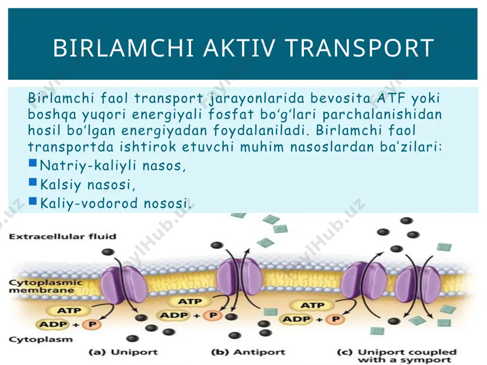 aktiv transport - Page 4