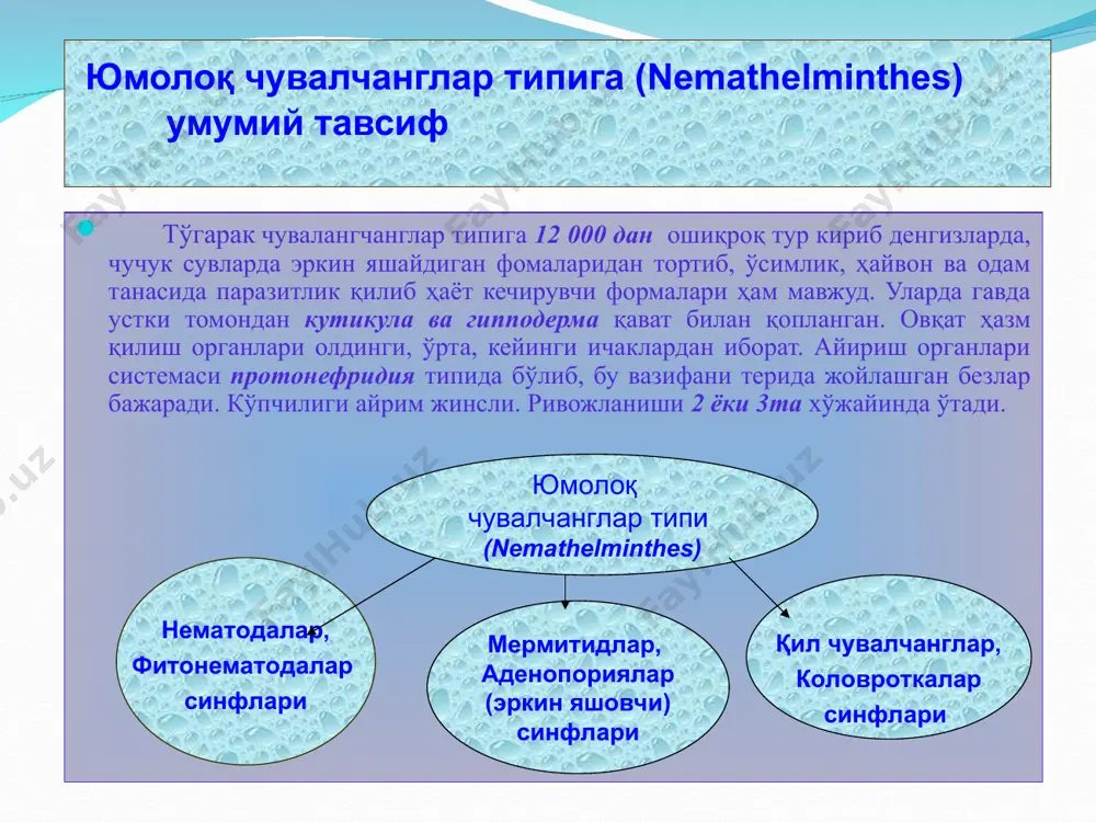 юмолоқ чувалчанглар (nemathelmintes) типи - Page 3