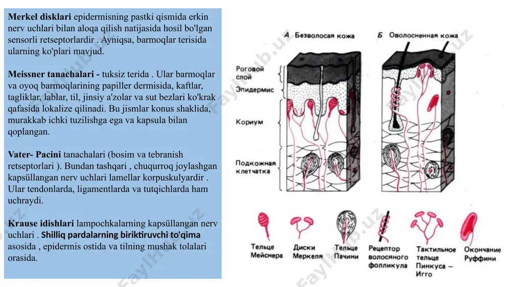 aktsiyalari zanjirlari faollashadi . ular ma'lum organlar va to'qimalarning qon ta'minoti va trofizmini tanlab o'zgartirishi mumkin yurak o'pka . jigar va o't pufagi . 4. oshqozon va oshqozon osti bezi. 5. ingichka ichak. 6. qo'shimchalar va yog ' ichaklar . 7. buyraklar 8. quviq. 9. tuxumdonlar . a. og'riq sezuvchanligining ko'tarilish yo'llari og'riqli ogohlantiruvchi og'riq retseptorlarini faollashtiradi. keyinchalik nerv impulsi o'murtqa shnorning nosiseptiv interneyronlariga uzatiladi, bu esa og'riq sezuvchanligining asosiy yo'llarini keltirib chiqaradi - spinotalamik va spinoretikular . keyin signal talamusda o'tadi va frontal va somatosensor korteksga boradi . b. og'riq sezuvchanligini modulyatsiya qilishning pasayish yo'li. o'rta miyaning neyronlariga , so'ngra medulla oblongatasiga boradi . ushbu neyronlar og'riq signallarining uzatilishini nazorat qiladi. mahalliy og'riqsizlantiruvchi moddalar (masalan, novokain ) retseptorlardan orqa miya yoki miya sopi tuzilmalariga og'riq signallarining paydo bo'lishi va uzatilishini blokirovka qilish. so'nggi yillarda neyropeptidlar deb ataladigan yuqori analjezik faolligi aniqlandi, ularning aksariyati o'zingiz yoki gormonlar ( vazopressin, oksitotsin, …
