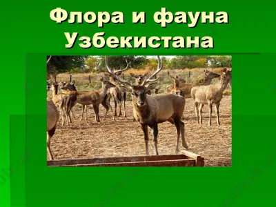 флора и фауна узбекистана — PPT
