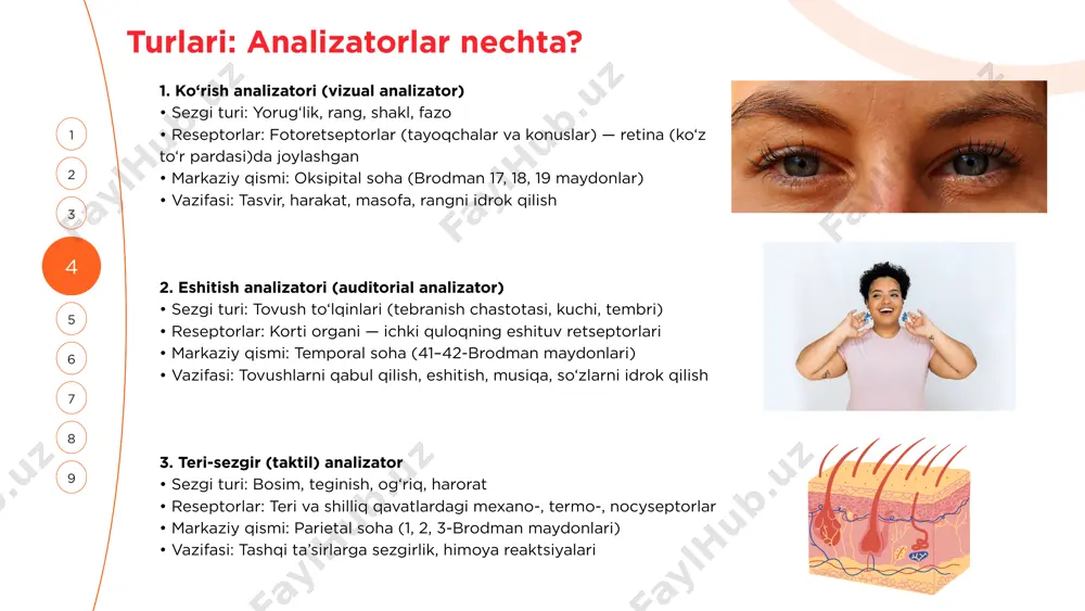iq qavatining yallig‘lanishi (rinit, covid-19) • olfaktor nerv shikastlanishi (i nerv) • rinensefalon zararlanishi (shish, travma) • o‘smalar (olfaktor meningioma) kasalliklar: • anosmiya (hid sezmaslik) • hiposmiya (hid sezuvchanlikning pasayishi) • parosmiya (noto‘g‘ri hid sezish) 6. vestibulyar analizator buzilishi sabablar: • ichki quloqdagi vestibulyar apparat yallig‘lanishi • miyacha (serebellum) shikastlanishi • viii nerv nevriti • gipotoniya yoki gipertoniya, ichki quloq ishemiyasi kasalliklar: • bosh aylanish (vertigo) • nistagm (ko‘z qimirlamalari) • qo‘rquv va muvozanat yo‘qolishi 7. proprioseptiv (kinetik) analizator buzilishi sabablar: • orqa miya orqa shoxlarining zararlanishi (tabes dorsalis) • miyacha zararlanishi • polinevropatiya • vitamin b12 yetishmovchiligi kasalliklar: • ataksiya (harakatlarning muvofiqsizligi) • romberg belgisi (ko‘z yumuqligida muvozanat yo‘qoladi) • dizartriya (so‘zlashuv buzilishi) analizatorlar — bu bizni dunyo bilan bog‘laydigan yashirin ko‘priklar. har bir ko‘zimizda, qulog‘imizda, terimizda, hatto muvozanatda ham bir ilohiy mexanizm yashiringan. ko‘rish, eshitish, sezish, ta’m va hid — bular oddiy tuyuladi, lekin faqat yo‘qotganimizdagina ularning asl …