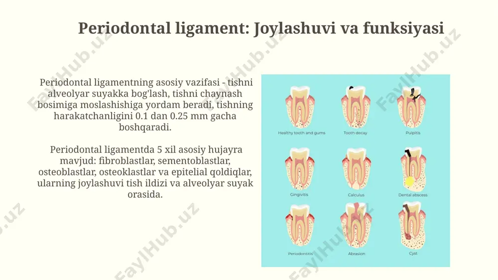 tishlar tuzilishi joylashishi vazifasi - Page 4