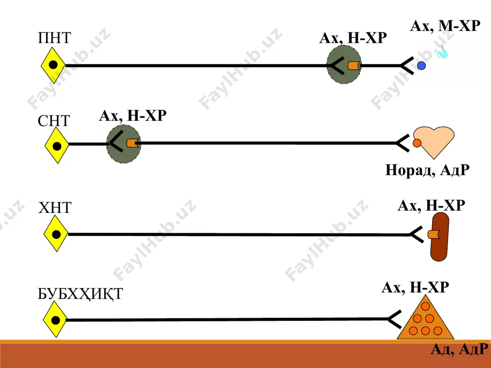 ситалар : 1. адреномиметиклар 2.адреноблокаторлар (литиклар) таъсир этиш жойига кўра адренергик синапсларга таъсир этувчи дв таснифи: постсинаптик мембрана адренорецепторларига бевосита таъсир этувчи моддалар: а) бевосита таъсир этувчи адреномиметиклар – нор- адреналин, адреналин; б) адреноблокаторлар - фентоламин, анаприлин ва бошқалар. 2. пресинаптик мембранага таъсир этувчи моддалар а) билвосита таъсирли адреномиметиклар (симпато- миметиклар) - тирамин, эфедрин; б) билвосита таъсирли адренолитиклар (симпатоли- тиклар) - октадин, резерпин, орнид. адреномиметикларнинг таснифи: 1) α- ва β-адренорецепторни қўзғатувчилар - адреналин гидрохлорид (β1, β2, α1, α2) - норадреналин гидротартрат (α1, α2, β1) 2) асосан α-адренорецепторларни қўзғатувчилар - мезатон (α1) - нафтизин (α2) - галазолин (α2) 3) асосан β-адренорецепторларни қўзғатувчилар - изадрин (β1, β2) - сальбутамол β2 - добутамин (β1) - тербуталин (β2) -фенотерол (β2) ii. адренолитик (адреноблокатор) воситалар 1) α-адренорецепторларни блокловчи воситалар (α- адреноблокаторлар) - фентоламин (α1, α2) - тропафен (α1, α2) - дигидроэрготоксин (α1, α2) - празозин (α1) 2) β-адренорецепторларни блокловчи воситалар (β-адреноблокаторлар) - анапирлин (β1, β2) …