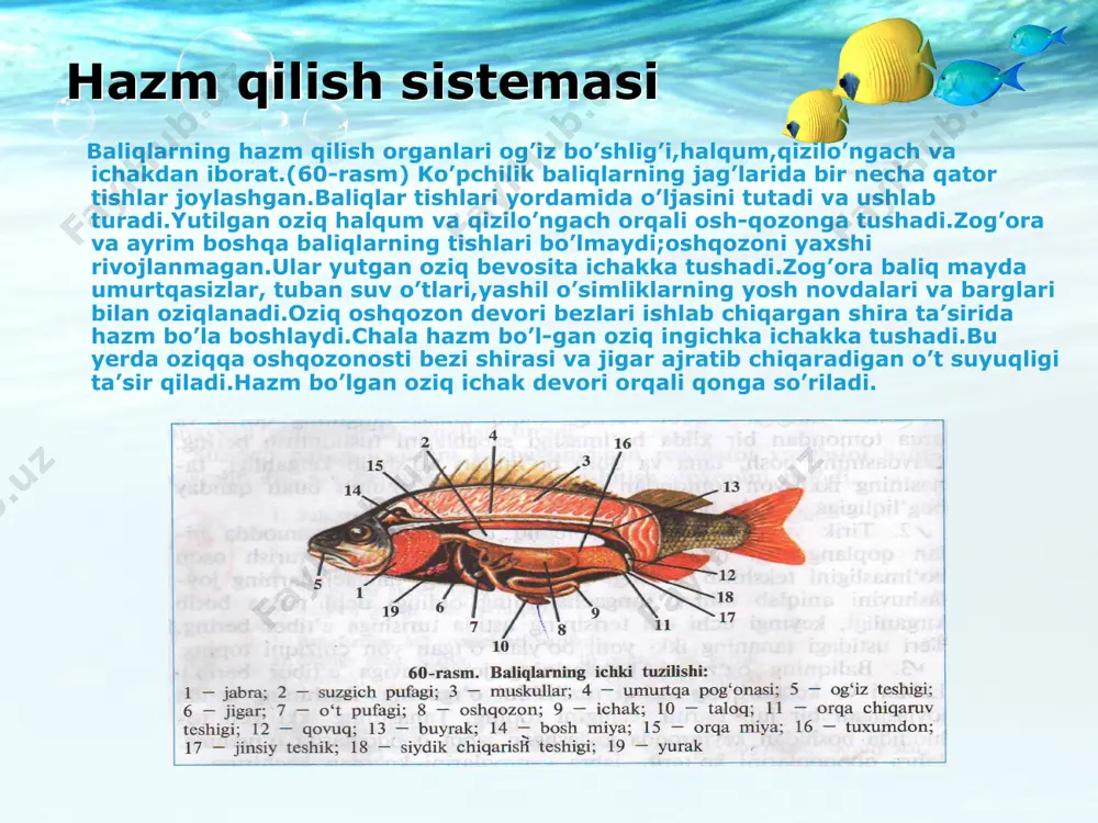baliqlarning ichki tuzilishi taqdimoti - Page 4