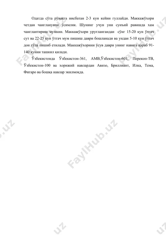 маккажўхори экини - Page 4