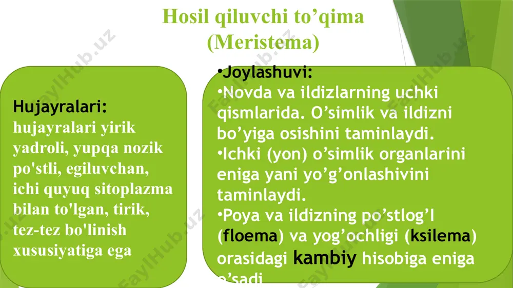 o’simlik to’qimalari - Page 5