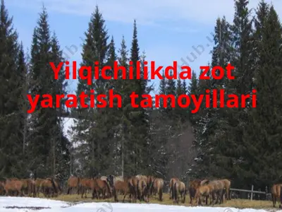 yilqichilikda zot yaratish tamoyillari — PPTX