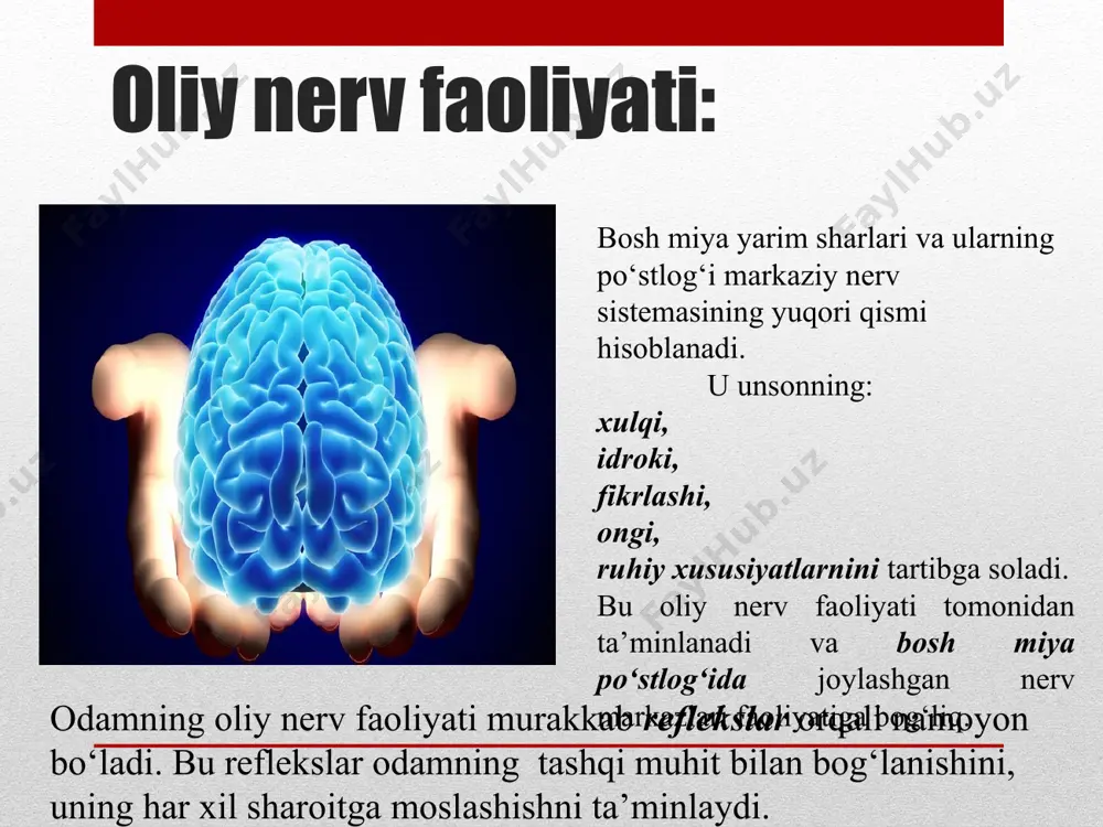 masi- qabul qiluvchi ta’sirlar ko‘rish, eshitish, hid sezish, ovqat ta’mini bilish kabi sezgi organlari orqali axborotni qabul qilish. bu sezgi organlari orqali qabul qilingan tashqi va ichki muhitning ta’siri miyaning shunga tegishli markazlarida refleks hosil qiladi. sezgi analizatorlari ikkinchi signal sistemasi odamning oliy nerv faoliyati o‘ziga xos anglash, abstrakt fikrlash, so‘zlash qobiliyatiga ega. odam oliy nerv faoliyatining taraqqiyoti natijasida voqeylikning ikkinchi signal sistemasi vujudga kelgan. ikkinchi signal sistemasi so‘zlardan iborat bo‘ladi. odamda og‘zaki va yozma nutq rivojlangan. i.p.pavlov : “nutq bizni odam qildi” – degan edi. odamda shartli refleks nutq yordamida hosil bo‘lishi mumkin. nutqning biologik ahamiyati: nutq insonda ta’sirlovchi sifatida xuddi birinchi signal sistemasi kabi reflekslar hosil qilish xususiyatiga ega. boshlang‘ich sinf o‘quvchilarida qo‘ng‘iroq tovushiga nisbatan refleks paydo bo‘lgandan so‘ng, “qo‘ng‘iroq” so‘zi va “qo‘ng‘iroq” yozuviga ham xuddi shunday refleks hosil bo‘ladi. odamda birinchi va ikkinchi signal sistemasining bog‘liqligi: so‘zning signal sifatidagi ahamiyati bir-biri bilan qo‘shilib keladigan jddiy tovishi bilan …