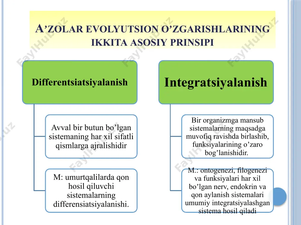 ermoregulyatsiya jarayonida katta ahamiyatga ega. ayrim ter bezlari tuban sutemizuvchilarda differensirlanib, sut bezlariga aylangan. tuxum qo'yuvchilar (ya'ni kloakalilar oʻrdakburun, yexidna) da sut bezlari tuzilishi va rivojlanishi bo'yicha ter bezlariga oʻxshash. ter bezlari gomologik hisoblanadi. sut bezlarini va ulardagi so'rg'ichlarini soni bir juftdan 25 juftgacha bo'lishi mumkin. odam embriogenezida avval besh juft so‘rg‘ich yuzaga keladi, keyinchalik faqat bir jufti qoladi. odam homilasida sut bezlarining rivojlanishi a — besh haftalik homila (sut chiziqlari ko‘rinib turibdi); b — besh juft so'rg'ichni differensirovkasi; d — yetti haftali homila. yog’ bezlari yogʻ bezlari faqat sutemizuvchilar terisida hosil boʻlib, soch va terini moylaydi, tashqi muhit ta’siridan saqlaydi. ajralgan yog’, sochlar va ter yuzasini yog‘lab, ularning elastik, yumshoq qilib, nam bo‘lib qolishdan saqlaydi. qoplovchi to‘qima evolyutsiyasi umurtgali hayvonlarda quyidagi yo‘nalishda amalga oshadi: terining derma va gipoderma qavatlarini paydo bo‘lishi. 2. epidermis qavatining bir qavatlikdan ko‘p qavatlikka aylanishi. 3. teri hosilalarining vujudga kelishi. odam embriogenezining birinchi haftalaridan boshlab …