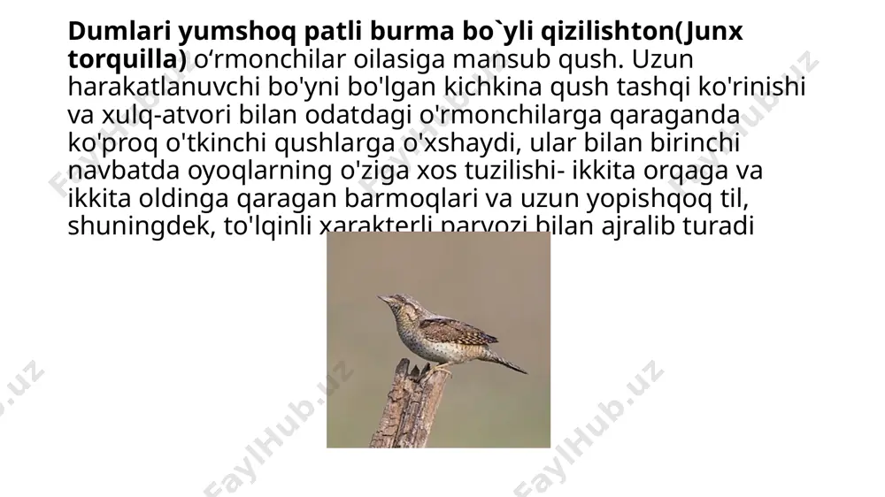 hasharotxo`rqushlar - Page 5