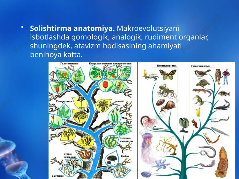 kanligidan guvohlik beradi. o‘simliklar va hayvonlar o‘zgarib organik olamning hozirgi vakillarini hosil etgan bo‘lsalar, aksariyat ko‘pchiligi yashash uchun kurash, tabiiy tanlanishda qirilib ketgan va qazilma holda yerning turli qatlamlarida saqlanmoqda. qattiq skeletga ega bo‘lmagan ko‘pchilik umurtqasizlar, tuban o‘simliklar, zamburug‘lar mikroorganizmlar tomonidan parchalanib yuborilgan va o‘zlaridan keyin nomnishon qoldirmagan. organizmlarning qattiq qismlari ancha sekin parchalanib, ular ichiga kirgan mineral moddalar kremnezem bilan o‘rin almashgan. bunday hollarda toshga aylanish hodisasi ro‘y bergan. yer qatlamlarida qadim zamonlarda o‘lib ketgan hayvon, o‘simlik ildizlari, skelet, suyaklar, jag‘lar, tishlar, shoxlar, tangachalar, chig‘anoqlar, o‘simlik poyalari birmuncha to‘liq holda hozirgi vaqtgacha saqlanib qolgan. cho‘kindi jinslarni tekshirish uchun yupqa, shaffof shlifl arni mikroskop ostida kuzatib bakteriyalar va boshqa mayda organizmlar qoldig‘ini ko‘rish mumkin. paleontolog olimlar hayvonlarning qazilma holdagi qoldiqlariga qarab organizmlar hayot davrida qanday bo‘lsa, xuddi shunday tashqi qiyofasini va tuzilishini tiklamoqdalar. tiklashda mashhur fransuz biologi jorj kyuvening korrelatsiya qonuniga muvofi q kashf etgan rekonstruksiya (lotincha rekonstruktio – qayta …