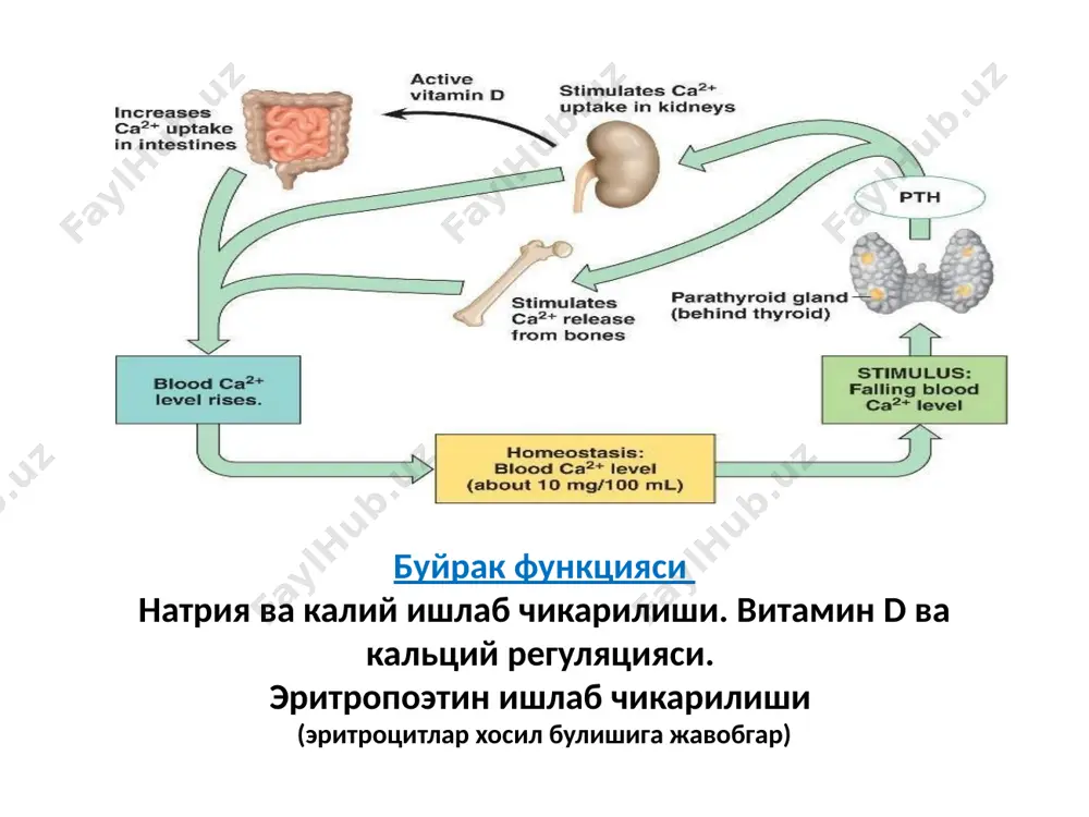 early screening and treatment can alert you so you can educate yourself and take action to preserve your kidneys zashita vashix pochek, soxranyaet vashe serdtse bacteriuria normal and pyelonephritic kidneys e.coli acute pyelonephritis (renal biopsy) micropreparations of kidney in acute purulent pyelonephritis:
