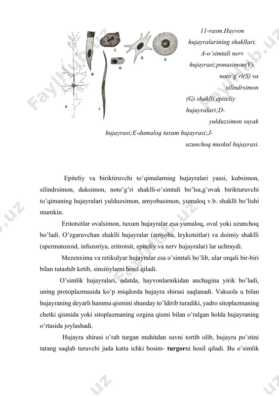 p miqdorda hujayra shirasi saqlanadi. vakuola u bilan hujayraning deyarli hamma qismini shunday to’ldirib turadiki, yadro sitoplazmaning chetki qismida yoki sitoplazmaning ozgina qismi bilan o’ralgan holda hujayraning o’rtasida joylashadi. hujayra shirasi o’rab turgan muhitdan suvni tortib olib, hujayra po’stini tarang saqlab turuvchi juda katta ichki bosim- turgorni hosil qiladi. bu o’simlik hujayralarining va ular tomonidan paydo bo’lgan ko’lamlarning tarangligiga sabab bo’ladi. birgina hujayraning tuzilishi va vazifasida organizmdagi barcha hujayralar uchun xos bo’lgan umumiy o’xshashlik bo’lsada, konkret holatda ular faqat muayyan vazifani bajarishga ixtisoslashgan. shunga ko’ra, hujayralarning shakli turli-tumandir. masalan, qoplovchi epileliy hujayralari yassi, kubsimon, silindrsimon shaklda bo’lsa, qisqarish vazifasini bajaradigan muskul hujayralari duksimon hujayralardir yoki silindrsimon tolachalardan tashkil topgan. nerv hujayralari ta’sirni o’tkazishga moslashgan bo’lib turlicha rivojlangan o’simtalarga ega. hujayralarning o’lchamiga kelsak, bir o’simlikning o’zida turli kattalikdagi hujayralarni kuzatish mumkin. masalan, g’o’zada shunday hujayra borki, uni oddiy ko’z bilan ko’rib, qo’l bilan ushlash mumkin. masalan, paxta tolasi bir hujayradan iborat …