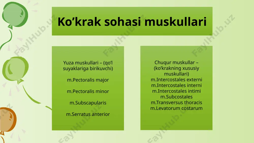 rtqa pog’onasining faqatgina ko’krak qismida joylashgan. m.erector spinae ostida yotadi. boshlanadi: c7 – th1-th11 gacha bo’lgan umurtqalarning ko’ndalang o’siqlaridan yo’nalishi: pastga va lateral tomonga birikadi: o’zidan pastda joylashgan qovurg’aning angulus costae siga funksiyasi: qovurg’alarni ko’tarib nafas aktida qatnashish ko’krak fassiyalari 1)yuza fassiya(fascia superficialis) – teri ostida joylashgan. 2)ko’krak fassiyasi: yuza qavati – yuqoridan o’mrov, medial tomonda to’sh suyagi, lateral tomonda esa tishsimon muskul fassiyasi va pastda qorin bo’shlig’i fassiyalariga qo’shilib diaphragma diafragma muskulining quyidagi qismlari farqlanadi: 1)pars sternalis – xanjarsimon o’siqning orqa yuzasidan boshlanadi va markaziy boylamga davom etadi yuqoriga va markazga yo’nalib, centrum tendineumga qo’shilib ketadi. 2)pars costalis – pastki 6 ta qovurg’aning ichki yuzasidan boshlanib yuqoriga va markazga yo’naladi va centrum tendineumga davom etadi. 3)pars lumbalis pars lumbalis i-iii bel umurtqasidan va medial, lateral yoysimon boylamlardan (lig.arcuata mediale et laterale) boshlanadi; o’ng va chap oyoqchalardan iborat (crus dextrum et sinistrum) ligamentum arcuatum mediale i-bel umurtqasining tanasidan boshlanib, m.psoas …