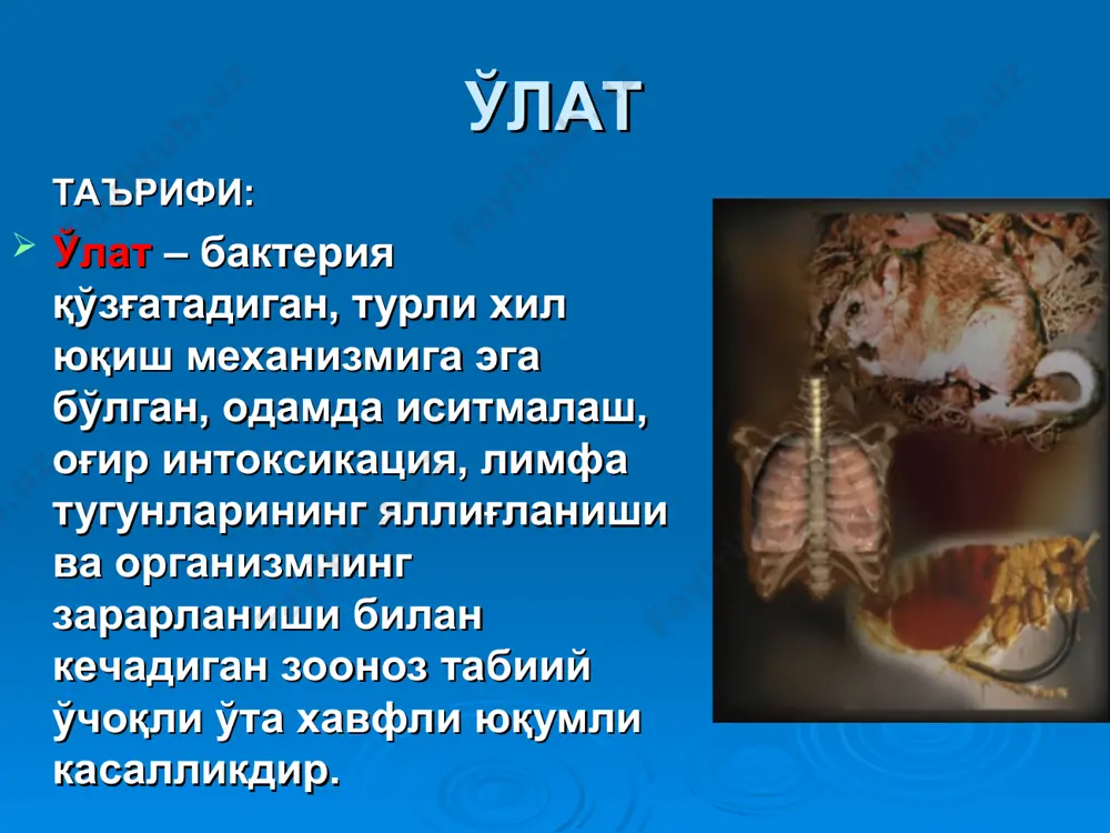 qoraqolpog'iston respublikasi, xorazm, navoiy, samarqand, buxoro, qashqadaryo viloyatlari) -14,72 mln. ga; - o'latning qoraqum tabiiy o'chog'i ( xorazm viloyati) - 0,1 mln. ga; tarixiy ma'lumotlar va geografik tarqalishi (davomi) - qirg'iziston davlati bilan chegaradosh o'latning tog'li tabiiy o'chog'i (toshkent va namangan viloyatlari) - 0,1mln.ga; - tojikiston davlati bilan chegaradosh o'latning tog'li tabiiy o'chog'i (qashqadaryo va surxondaryo viloyatlari) – 0,08 mln.ga. tarixiy ma'lumotlar va geografik tarqalishi o'lat kasalligining qo'zg'atuvchisi biologik qurol sifatida foydalanilishi mumkin. tatarlar 1346 yilda urush paytida o'latni tarqatish maqsadida o'latdan o'lgan odam jasadini kafu shahriga, ikkinchi jahon urushi davrida esa yaponiya xitoyning ningxo shahriga o'lat qo'zg'atuvchisi bilan zararlangan burgalarni tashlaganlar. etiologiyasi o'lat qo'zg'atuvchisi (yersinia pestis) yersinia va entrerobacteriaceae oilasiga mansub bo'lib, o'lchami 0,3-0,5mkm. o'lat bakteriyasi spora hosil qilmaydi, xivchinlari yo'q, harakatsiz. barcha anilin bo'yoqlari bilan yaxshi bo'yaladi, gram manfiy. lyoffler ko'ki yoki romanovskiy – gimza bo'yoqlari bilan bo'yalganda, bipolyarlik xususiyatiga ega bo'lib, yaqqol ko'zga tashlanadi. qo'zg'atuvchi go'sht – …