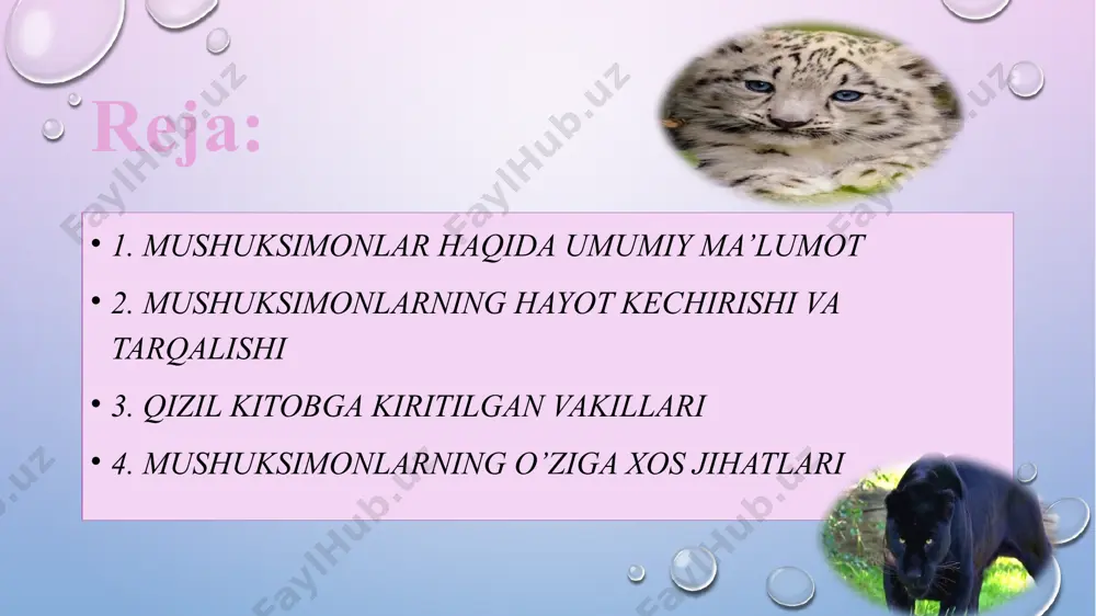 ak, aks holda uni tezda boshqa mushuksimonlar – sirtlonlar, sherlar olib ketishadi. gepardlarning tirnoqlari to’liq tortilmagan – itlarning tirnoqlariga o’xshaydi. ular yugurishda yordam beradi. gepardlar butun afrika, fors, markaziy osiyo va hindistonning tekisliklarida yashaydi. yaguarning hayot kechirishi va tarqalishi yaguar amerikaning eng kamyob va eng katta mushukidir. hozir bu mushuklar yo'q bo'lib ketish arafasida. bu ajoyib hayvonning turlari inson omili tufayli juda qisqardi. yaguar turmush tarzi yaguar yashirin hayvon bo'lib, uni yovvoyi tabiatda ko'rish va hatto uning turmush tarzini aniqlash uchun ko'plab olimlar bu mushukning tabiatdagi hayotini tasvirlash uchun ko'p mehnat qilishgan yaguarlar yolg'iz hayot tarzini olib boradi. ular tropik o'rmonlarda hayot faoiliyatini olib boradi. ular suvda ajoyib suzadi va hatto sho'ng'iydi. ov paytida ular tezda daraxtlarga ko'tarilia oladi. qizil kitobga kiritilgan mushuksimonlar amur (ussuri) yo'lbarsi - mamlakatimiz hududida saqlanib qolgan noyob mayda mayda kenja turi. sixote-alinning qirg'oqlarida bu yovvoyi mushuklarning populyatsiyasi hali ham eng kam bo'lganligi ma'lum. amur yo'lbarslarining …