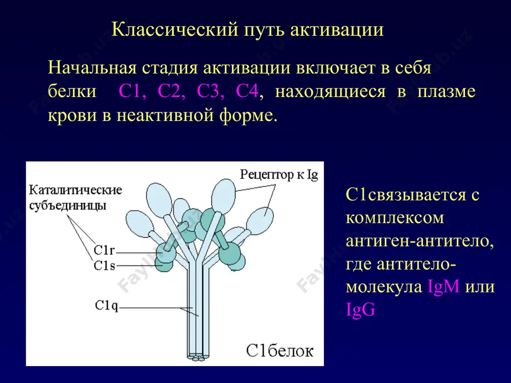 система комплемента и ее функции - Page 4