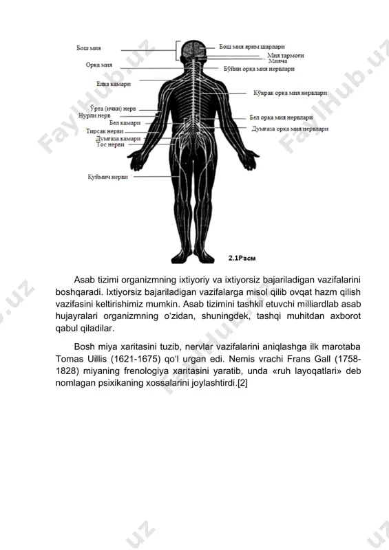 him organlar – miya qutisi va umurtqa pog‘onasi suyaklari bilan o‘ralgan va himoya qilinadi. miyaning asosiy tarkibiy qismlari bo‘lib katta miya (ikki yarim sharlar), miyacha, orqa miya hisoblanadi. miya yarim sharlari – bu organning axborotni qabul qilib, tananing boshqa qismlariga o‘tkazuvchi asosiy qismidir. yarim sharlar nutq, tafakkur va xotiraga ma’suldirlar. miyacha asosan tana harakatlarini muvofiqlashtirishga yordam beradi. orqa miya yurak faoliyati, nafas olish va qon bosimi kabi vazifalarni boshqaradi. asab tizimi endokrin tizim bilan uzviy hamkorlikda inson barcha organlarining faoliyatini boshqaradi. inson fikrlari, xotiralari, hissiyotlari yoki sezgilari, shuningdek, uning har bir anglangan harakati amalga oshirgan faoliyatining aksi bo‘lib hisoblanadi. bundan tashqari, asab tizimi, ichki, vegetativ, anglamaydigan vazifalar: tana harorati, yurak urishi va boshqa gomeostaz (muvozanat, doimiylik)ni tashkil etuvchilarni boshqaradi. [2] asab tizimi somatik va vegetativ bo‘limlarga ajratiladi. birinchisi, skelet mushaklari qisqarishi yordamida sezuvchanlik va harakat bilan ta’minlagan holda organizm bilan tashqi muhit o‘rtasidagi aloqani amalga oshiradi. ikkinchisi, moddalar almashinuvi, nafas …