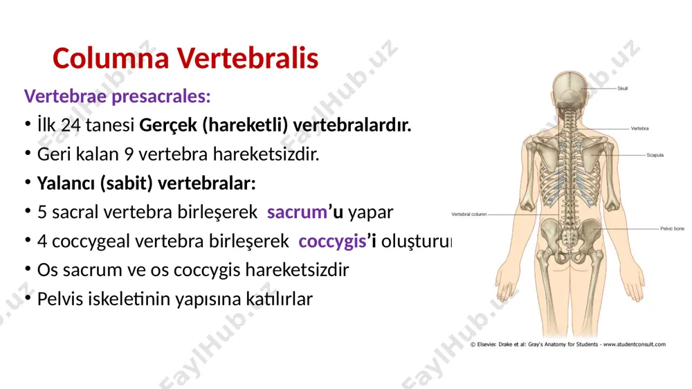 ı üzerlerinde: foramen transversarium bulunur corpus vertebrae’ları küçüktür. foramen vertebrale’leri üçgen şeklinde processus spinosus’ları çatallıdır c1,2,7 özellikleri farklıdır. atlas c1 cranium’u destekler corpus vertebrae’sı yoktur processus spinosus’u yoktur. yan parçalara masse lateralis denir massa lateralislerden yan taraflara doğru processus transversus’ları bulunmaktadır. bu çıkıntılar üzerinde foramen transversarium bulunmaktadır 16 atlas üst eklem çıkıntısına: processus articularis superior üzerindeki eklem yüzüne: facies articularis superior alt eklem çıkıntısı: processus articularis inferior üzerindeki eklem yüzüne: facies articularis inferior öndeki kavise: arcus anterior atlantis; öndeki çıkıntıya: tuberculum anterius arkasındaki çukurluğa: fovea dentis denir. arkadaki kavise: arcus posterior atlantis denir. bu kavis üzerindeki çıkıntıya: tuberculum posterius arka kavis üzerindeki oluğa: sulcus arteriae vertebralis denir. axis c2 i̇kinci cervical vertebra gövdesinin üst yüzünde dens axis denilen çıkıntı vardır. apex dentis: tepesi collum dentis: boynu facies articularis anterior: arcus anterior’daki fovea dentis ile eklem yapar facies articularis posterior: ligamentum transversum atlantis ile eklem yapar axis’in processus spinosus’un uç kısmı …