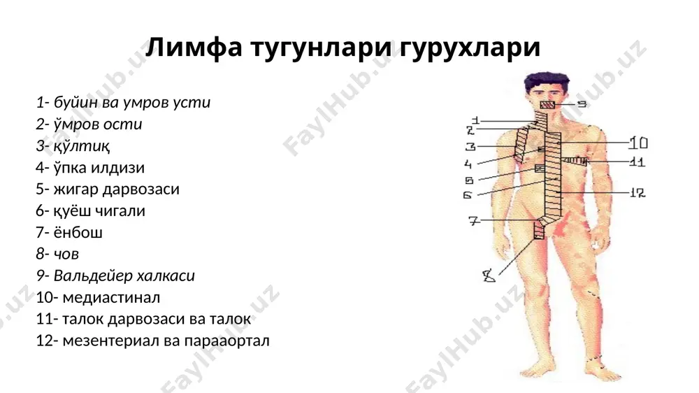 гранулематоз) лимфогранулематоз билан касалланиш курсаткичи болаларда 100000 болага 0,7-0,8 холатни ташкил килиб, катталардагига нисбатан камрок булади. угил болалар кизларга нисбатан купрок касалланадилар. айниска, 10 ёшгача булганлар гурухида угил болалар салмоги купрок. эпидемиология лгм эркаклар орасида купрок кузатилади. лгм билан бирламчи касалланганлар орасида болалар 15% ни ташкил килади. болалар ва усмирлар орасида касаллинишнинг 2 та эгрилиги мавжуд. в целом для населения характерны два типа пика заболеваемости: между 15 и 35 годами и старше 50 лет. лимфогранулематоз лимфогранулематоз (ходжкин касаллиги, ходжкин лимфомаси) – лимфа тукимаси бирламчи усма касаллиги. лимфоид система аъзоларидан бирида локал пайдо булади, кейин лимфа тугунларига лимфоген ва ички аъзоларга гематоген метастазланиши кузатилади. лгм катъий гистологик белгиси булиб березовский – штернберг – рид гигант хужайраларининг топилиши хисобланади лимфоид кўплик нодуляр склероз аралаш хужайрали вариант лимфоид озлик гистологик вариантлари 1.нодуляр склероз. пораженные лимфоузлы содержат клетки березовского-штернберга-рид вперемежку с нормальными лейкоцитами. обычно выражены разрастания соединительной ткани, формирующие узлы (нодули), что объясняет название …