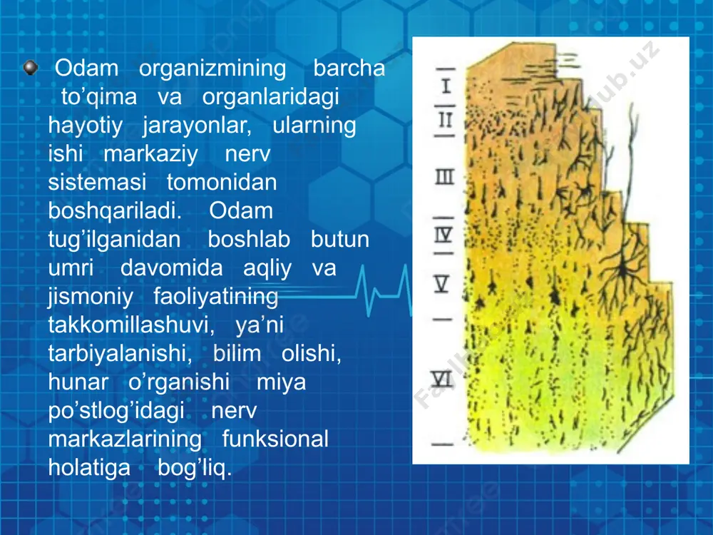 n muhim ahamiyatga ega. uyqudan avval xonani shamollashtiris, toza havoda sayr qilish, tishlarini tozalash oyoq-qo’llarini iliq suvda yuvish tavsiya etiladi. bola uxlashdan 1,5-2 soat oldin ovqatlangan bo’lishi kerak. xona harorati 20 c atrofida saqlanishi tavsiya etiladi. bolaning o’rni juda yumshoq yoki juda qattiq bo’masligi kerak. uyqu gigiyenasiga rioya qilinsa bola tiniq uxlaydi, ish qobilyati va kayfiyati yuqori bo’ladi. image3.jpeg image4.jpeg image5.jpeg image6.jpeg image7.jpeg image8.jpeg image9.jpeg image10.jpeg image11.jpeg image12.jpeg image13.jpeg image1.png image2.png /docprops/thumbnail.jpeg