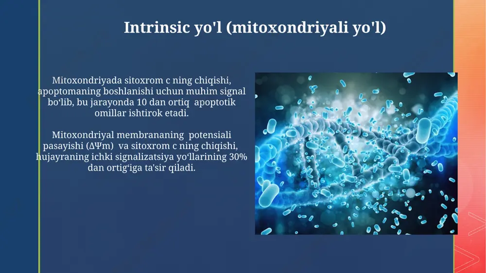 optozning ortiqcha faollashuvi sabab bo'ladi, bu esa harakat buzilishiga olib keladi. apoptoz va immunitet tizimi apoptoz jarayonida hosil bo'ladigan apoptotik tanachalarni fagotsitoz qiluvchi makrofaglar kabi immun hujayralar yallig'lanishsiz o'lik hujayralarni tozalashda muhim rol o'ynaydi, bu 1000 dan ortiq hujayralarni samarali bartaraf etishga yordam beradi. apoptozning buzilishi autoimmun kasalliklarga olib kelishi mumkin, chunki immun tizimi o'z hujayralarini noto'g'ri aniqlab, ularni yo'q qiladi. bu esa taxminan 80 ga yaqin turli xil kasalliklarni keltirib chiqarishi mumkin. apoptoz va yallig'lanish apoptozning yallig'lanishdan farqli jihati shundaki, u immun tizimini faollashtirmaydi va 1-2 soat ichida hujayra butunlay yo'qoladi, yallig'lanish esa uzoqroq davom etadi. apoptoz jarayoni yallig'lanishga olib kelmaydigan tarzda, hujayra tarkibining tartibli parchalanishi orqali, 100 dan ortiq genlarning ishtirokida amalga oshadi. apoptoz va rivojlanish apoptoz jarayoni, hujayralarning 10-15% gacha bo'lgan qismini yo'q qilish orqali immun tizimining rivojlanishida, autoimmun reaktsiyalarni oldini olishda muhim ahamiyatga ega. hujayra o'limi dasturiga bog'liq bo'lgan apoptoz, cns rivojlanishida neyronlarning taxminan 50% ini …