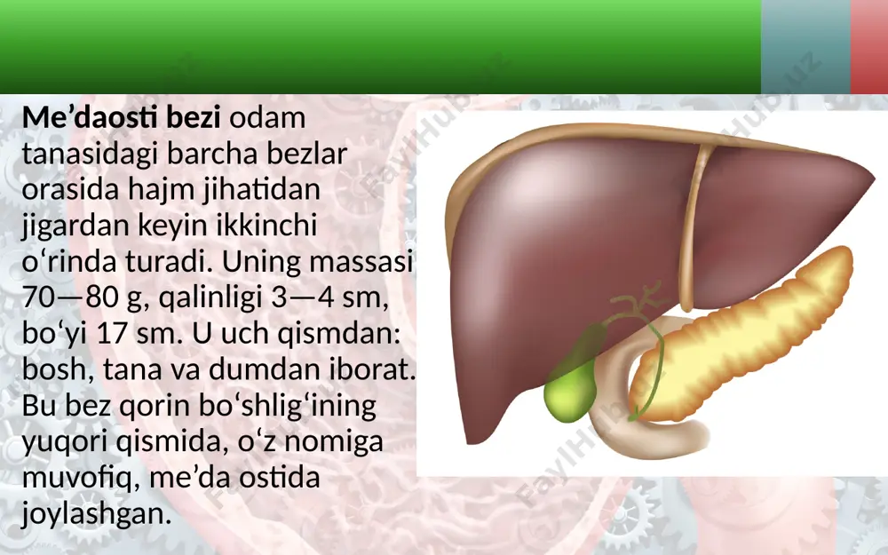jigar. me’daosti bezi. ovqat hazm qilishning boshqarilishi. 8 - sinf - Page 5