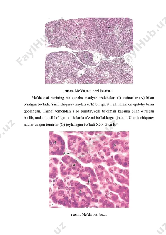 v s.l., 9. mushkambarov n.n., goryachkina v.l.- mia, 2010 10. ross m.h., palwina w. histologiya text and atlas. 6 th ed - 2011 - 996 p.