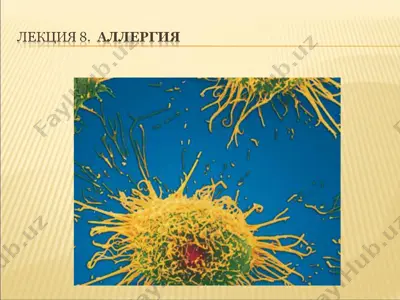 аллергия — PPT