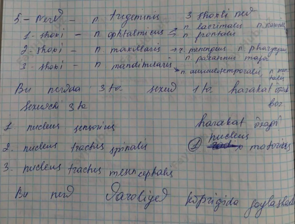 iv juft bosh miya nervi (n. trochlearis) - Page 5