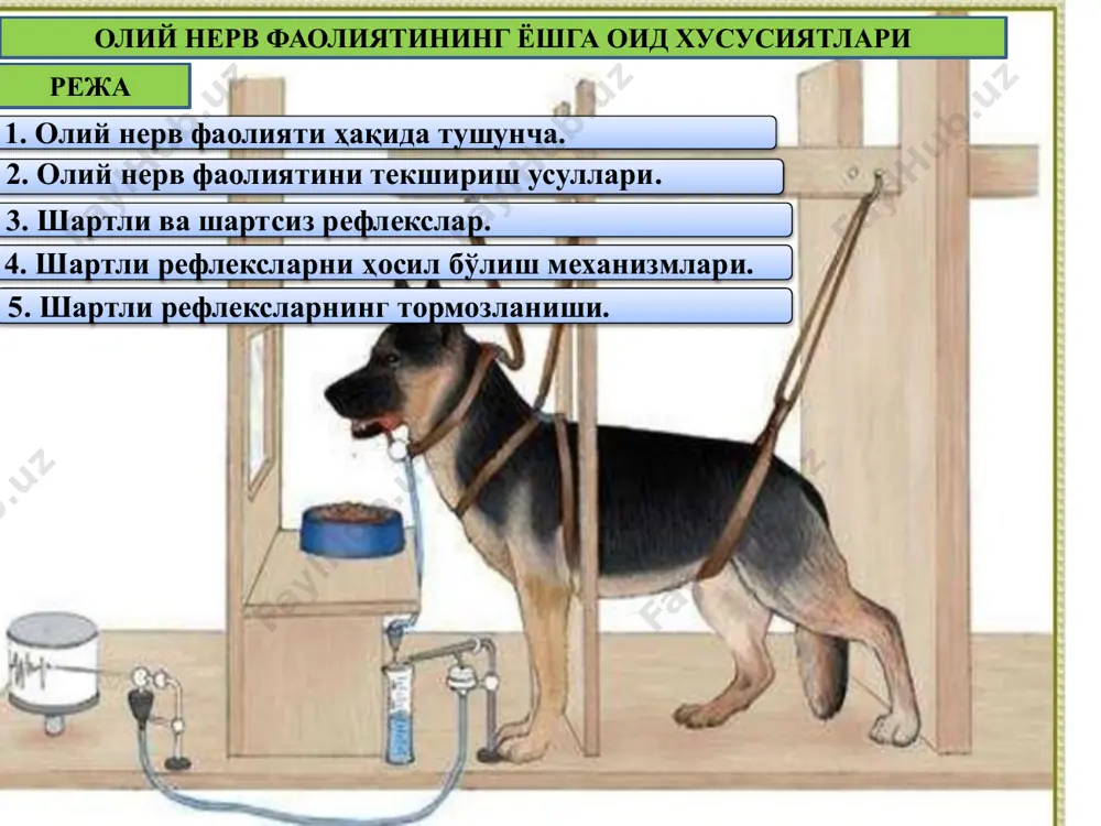 . бош мияда кон айланиши ва моддалар алмашинувини текшириш усули; реоэнцефалография усули.) 7. психологик тестлар усули. 8. миянинг турли қисмларини олиб ташлаш усули. бу усулда, мия бўлакларини жаррохлик усулида олиб ташлаб, организмда кечадиган физиологик ўзгаришлар кузатилади. онф ни текшириш усуллари шартли рефлекслар усулидан фойдаланилганда қуйидаги шарт шароитлар бўлиши керак: 1. шартли таьсирловчи (масалан қўнғироқ) 2) шартли таьсир шартсиз тасирдан олдин келиши керак 3) шартли ва шартсиз таьсирлар бирга кўлланилиши керак (масалан қўнғироқ ва овкат). шартли таьсирловчи билан шартсиз таьсирловчи бир неча марта таьсир эттирилса, одамнинг бош миясида иккита марказ ўртасида вактинчалик боғланиш вужудга келади. бош мия биотокларини ѐзиб олишда электроэнцефалограф асбобидан фойдаланилади. қўзғалиш вактида тирик тўқималарда содир бўладиган электрик ўзгаришлар, биоэлектрик ўзгаришлар ѐки ходисалар деб аталади. бош мия биотоклари нихоятда кучсиз бўлгани учун уни махсус асбобларда 100 000, баьзида 10 млн марта орттириб ѐзиб олинади. и.п.павлов катта яримшарлар пўстлоғининг функцияларини объектив тажриба усули билан текшириш йўлларини топди ва онф ҳақидаги …
