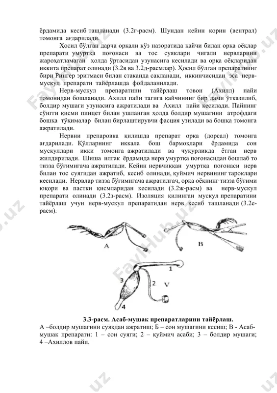 di va axill payi kesiladi. payning so'nggi qismi pintset bilan ushlangan holda boldir mushagini atrofdagi boshqa to'qimalar bilan birlashtiruvchi fastsiya uziladi va boshqa tomonga ajratiladi. nervni preparovka qilishda preparat orqa (dorsal) tomonga ag'dariladi. qo'llarning ikkala bosh barmoqlari yordamida son muskullari ikki tomonga ajratiladi va chuqurlikda yotgan nerv jildiriladi. shisha ilgak yordamida nerv umurtqa pog'onasidan boshlab to tizza bo'g'imigacha ajratiladi. keyin nervchiqqan umurtqa pog'onasi nerv bilan tos suyagidan ajratib, kesib olinadi, quymich nervining taroklari kesiladi. nervlar tizza bo'g'imigacha ajratilgach, orqa oyoqning tizza bo'g'imi yuqori va pastki qismlaridan kesiladi (3.2j-rasm) va nerv-muskul preparati olinadi (3.2z-rasm). izolyatsiya qilingan muskul preparatini tayyorlash uchun nerv-muskul preparatidan nerv kesib tashlanadi (3.2e-rasm). 3.3-rasm. asab-mushak preparatlarini tayyorlash. a –boldir mushagini suyakdan ajratish; b – son mushagini kesish; v - asab- mushak preparati: 1 – son suyagi; 2 – quymich asabi; 3 – boldir mushagi; 4 –axillov payi. 3.2-tajriba: galvanining 1- va 2-tajribalari (tinchlik toki). ishning maqsadi nerv va …