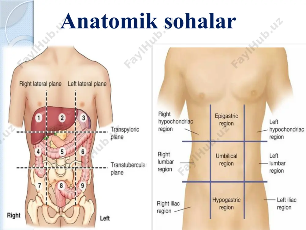 ’ladi teri va muskullar orasida bish yog’ tanasi, corpus adiposum buccae, bo’ladi va chaqaloqlarda yaxshi rivojlangan. gingiva - milk shilliq membrana processus alveolaris maxillae et mandibulaeni va tishning ma’lum qismini qoplab turadi. qismlari: gingiva alveolaris gingiva marginalis sulcus gingivalis papilla gingivalis so’lak bezlari – glandulae salivariae seroz va shilliq komponentli so’lak ishlab chiqaradi chiqaruv yo’llari orqali og’iz bo’shlig’iga ochiladi. turlari: so’lak tarkibiga ko’ra: serozli shilliqli aralash bez hajmiga ko’ra: 1.glandulae salivariae minores labiales, buccales, molares, palatinae, labialis 2.glandulae salivariae majores glandula sublingalis glandula submandibularis glandula paratoidea so’lak bezlari oddiy va murakkab bo’ladi. oddiy so’lak bezlari: lunj, milk, tanglayda joylashgan.bularning 1 ta alveolasi, 1 ta chiqaruv nayi bo’ladi. murakkab so’lak bezlari 3juft: 1)quloq oldi bezi- glandula parotidea 2)jag’ osti bezi- glandula submandibularis 3)til osti bezi- glandula sublingualis bu bezlarning alveolalari bir nechta, chiqaruv nayi bitta bo’ladi. quloq oldi bezi- quloqning oldida, chaynov muskullarining ustida joylashgan, og’irligi 20-30 gr, seroz suyuqlik ish.chiq.chiqaruv …
