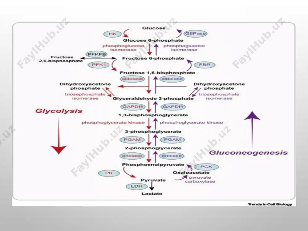 jigarda glikoliz va glikoneogenez boshqarilishi kotexolamin va glyukokortikoidlarning uglevod almashinuviga ta’siri - Page 3