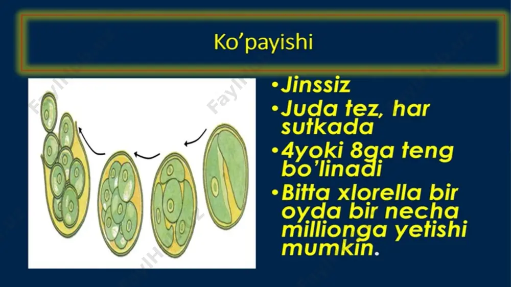 "bir hujayrali va ko'p hujayrali suv o'tlar" - Page 5
