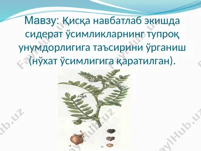 қисқа навбатлаб экишда сидерат ўсимликларнинг тупроқ унумдорлигига таъсирини ўрганиш — PPTX