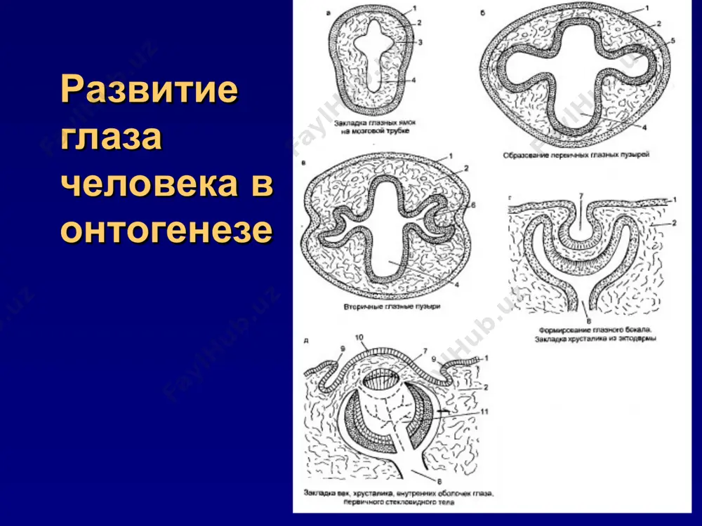 рение * физиология глаза угол зрения 1мин = остроте зрения 1,0 центральная острота зрения 1' * физиология глаза кольца ландольта центральная острота зрения буквенные оптотипы * таблица головина и сивцева буквенные оптотипы кольца ландольта центральная острота зрения * таблицы оптотипов формула снеллена v = d/d, где v (visus) - острота зрения, d - расстояние, с которого видит больной, d - расстояние, с которого должен видеть глаз с нормальной остротой зрения знаки данного ряда на таблице. светоощущение – минимальная острота зрения светоощущение с правильной проекцией света: visus = 1/∞ proectia lucis certa. светоощущение с неправильной проекцией света: visus = 1/∞ proectia lucis incerta. отсутствие светоощущения: visus = 0. поле зрения кинетическая статическая « холм зрения » над морем «невидения» harry moss traquair периметрия – исследование полей зрения : * периферическое зрение мануальная кинетическая периметрия периметр ферстера * сферопериметр гольдмана * периферическое зрение мануальная кинетическая периметрия поля зрения в норме левый глаз …