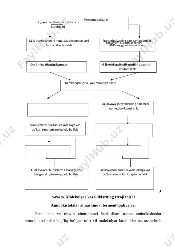 i buzilishlar zanjiri ikkilamchi buzilishlar zanjiri hujayra metabolizmini birlamchi buzilishlari aminokislotalar almashinuvi fermentopatiyalari fenilalanin va tirozin almashinuvi buzilishlari ushbu aminokislotalar almashinuvi bilan bog’liq bo’lgan to’rt xil molekulyar kasalliklar tez-tez uchrab turadi. bu kasalliklarning rivojlanish sabablari aminokislotalar almashinuvining turli etaplarida bloklar hosil bo’lishi. fenilketonuriya, yoki fenilpirovinograd oligofreniyasi (57-rasm, і-blok), molekulyar kasallik f e n i l a l a n i n g i d r o k s i l a z a fermentini defekti bilan bog’liq. bu kasallikda fenilalaninni tirozinga o’tish reaksiyasi to’xtab qolgan (blokirlangan). natijada fenilalanin va uning o’zgarish mahsulotlari – fenilpiruvat, fenilaktat va fenilatsetat yig’ilib qoladilar. bu moddalarning miqdori qonda ko’payadi va siydik bilan ajralib chiqadi. odatda, kasallik qonda fenilalanin va siydikda fenilpirouzum kislotaning ko’payishidan aniqlanadi. taxmin qilinishicha, fenilpirouzum kislotaning o’zi miya hujayralarini zaharlaydi yoki yig’ilib, nerv tizimining faoliyatida muhim rol o’ynaydigan boshqa birikmalarga (masalan, serotoninga, uning miqdori bu kasallikda kamayadi) ta’sir ko’rsatadi. natijada shu xastalikka duchor …