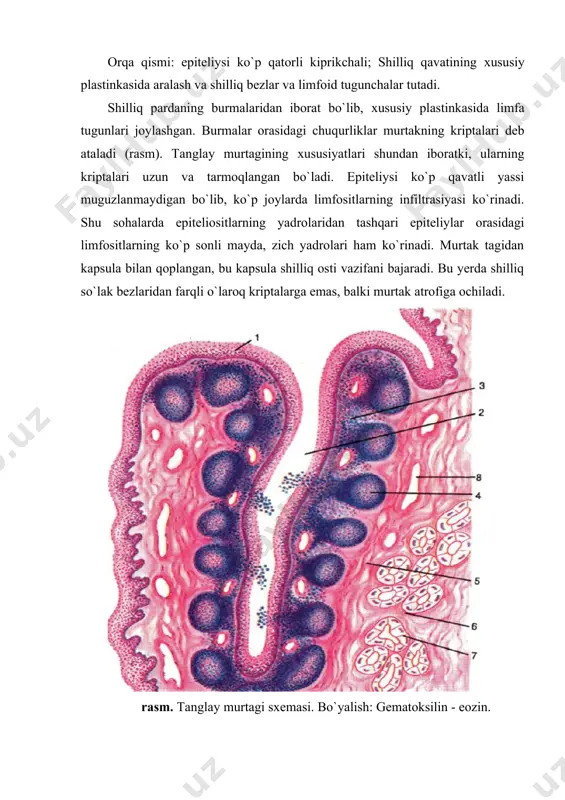 og'iz bo'shlig'i a'zolarining tuzilishi - Page 5