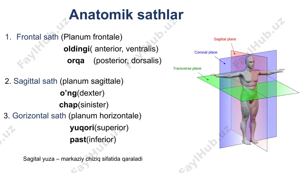 us (4) processus articularis (5) ko’krak umurtqalari ko’krak umurtqalari qismlari corpus (1) processus spinosus (3) processus transversus (4) processus articularis (5) corpus fovea costalis superior fovea costalis inferior fovea costalis joylashish tartibi processus spinosus processus transversus fovea costalis processus transversus processus articularis processus articularis inferior facies articularis inferior processus articularis processus articularis inferior facies articularis inferior processus articularislar frontal sathda joylashgan bel umurtqalari qismlari corpus foramen vertebrale processus spinosus processus transversus processus articularis processus articularislar sagittal sathda joylashgan sagittal gorizontal image1.png image2.png image3.png image4.png image5.jpeg image6.jpg image7.png image8.jpeg image9.jpg image10.jpeg image11.png image12.jpg image13.jpg image14.jpeg image15.jpeg image16.jpg image17.jpeg image18.jpeg image19.jpeg image20.jpeg image21.jpeg image22.jpeg image23.jpeg image24.jpeg image25.jpeg image26.jpeg image27.jpeg image28.jpg image29.png image30.jpg image31.jpg image32.png image33.jpeg image34.jpg image35.jpeg image36.jpeg image37.jpeg image38.jpeg image39.jpeg image40.jpeg image41.jpg image42.jpeg image43.jpeg image44.jpg image45.png image46.jpeg image47.jpg image48.jpeg image49.png image50.jpeg image51.png image52.jpeg image53.jpeg image57.jpeg image54.jpeg image55.jpeg image56.jpeg image58.jpg image59.png image60.jpg image61.jpg image62.jpeg image63.jpg image64.jpeg image65.jpg image66.jpg image67.jpeg image68.jpg image69.jpg image70.jpeg …