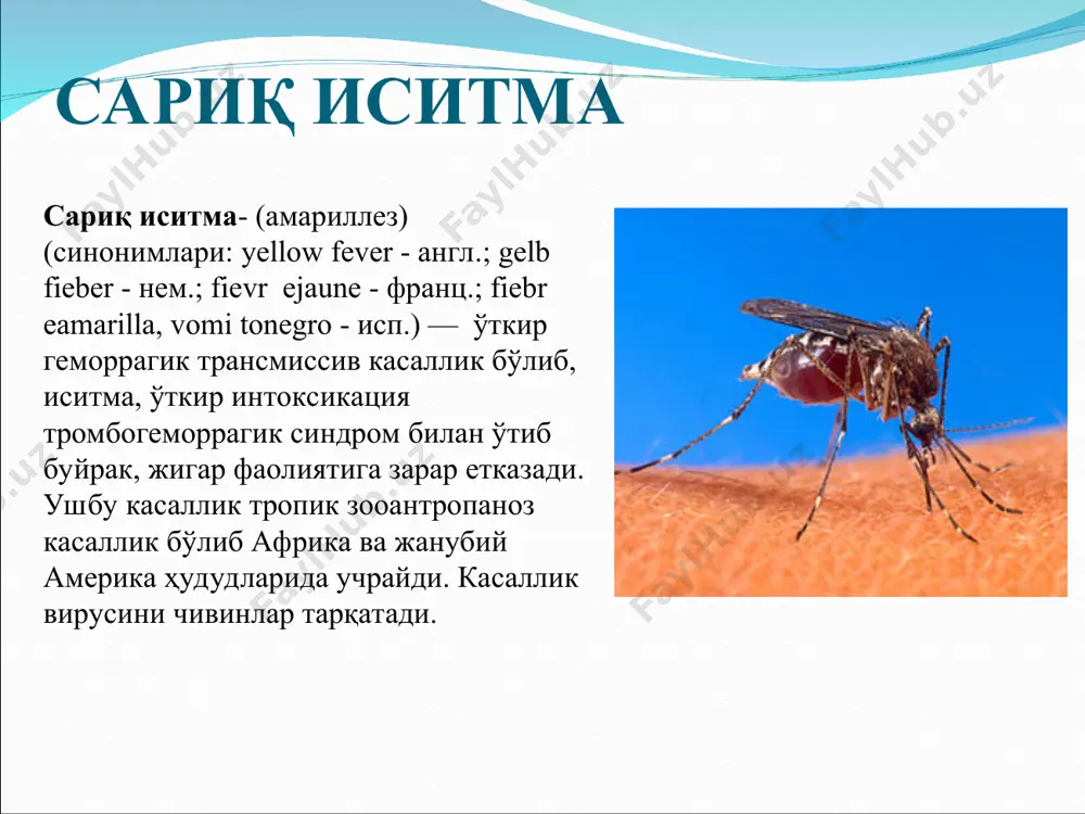 лари этиологияси сариқ иситма қўзғатувчиси- рнк сақловчи вирус viscerophilustropicus тур flavivirus оиласи flaviviridae. вирус диаметри- 17-25 нм. япон энцефалити ва денге иситмаси вируси антигени билан ўхшаш. маймун, оқ сичқон ва денгиз чўчқаси учун патоген хисобланади. музлатилган холатда бир йилдан ортиқ мобайнида сақланишиб, 60°с хароратда 10 дақиқа ичида фаолланади. ультрабинафша нур, эфир, хлор сақловчи препаратлар таъсирида тезда ўлади. эпизоотологияси ва эпидемиологияси хар йили дунёда 200 мингга яқин одам сариқ иситма билан касалланади ва улардан 30 минг атрофида инсонлар вафот этади. ушбу касалликнинг 90% африка қитъаси аҳолиси орасида учрайди. сариқ иситма халқаро таснифга кўра ўта ҳавфли инфекцияларнинг карантин касалликлар гурухига киради. касалланиш холатлари кўпроқ тропик худуларда рўйхатга олинади, аммо вирус ташувчилари мавжуд бўлган барча жойларда сариқ иситма учрайди. эндемик худулардан бошқа худуларга вируснинг тарқалиши юк ташиш вақтида чивинлар ёки касалланган бемор одамлар орқали ўтиши мумкин. сариқ иситманинг одамларда учрайдиган уч тури мавжуд: 1. жунгли иситмаси (қишлоқ варианти); 2. шахар варианти; 3.оралиқ варианти. …
