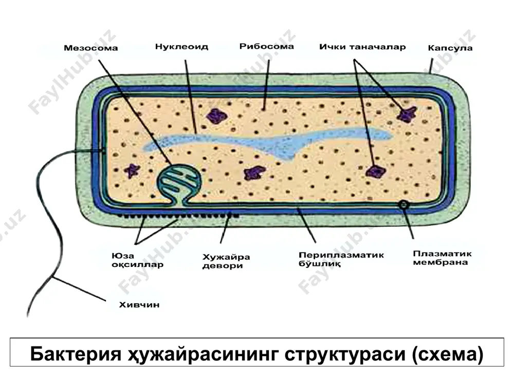 чан, микроаэрофил. микоплазмалар (mollicutes – юмшоқ тери): бу синфга micoplazmaceae оиласи киради. уларда хужайра девори йўқ. унинг геноми эшерихийникидан 4 маротаба кичик . махсус озиқ мухитларда ўсади (эд – 1) ўзига хос колония хосил қилади (яичн.глаз) суртмада полиморф (коккксимон, ипсимон, дисксимон) уларнинг ичида: сапрофит, шпм, патогенлари учрайди. одамнинг: нафас олиш органларида m.pneumonia.сийдик-таносил оргларида – m.hominis касаллик келтириб чиқаради риккетсиялар: риккетсиялар бактерияларнинг алохида группаси бўлиб бактерия ва вирусларнинг оралиғидаги микроорганизмдир. биринчи бор – амер.олим rhickets томонидан–1910г топилган. морфологик белгиларига кўра: -таёқчасимон - кокксимон - ипсимон -тармоқланган формалари учрайди. ҳужайра тузилиши грам (-) бактерияларга ўхшайди. риккетсиялар: культурал хусусиятига кўра улар облигат хужайра ичи паразитларидир. улар трансмиссив инфекция хисобланади (бит, кана, бурга). улар романовский – гимза ва здрадовский усулларида буялади. хламидиялар: кокксимон бактериялар. облигат хужайра ичи паразити; одам учун патогенлари чакиради: chl.trаchomatis – трахома касаллигини (куз касаллиги) chl.limfogranul (venereum) – венерик касалликни chl.psittaci – упканинг яллигланишини. ўстирилиши товуқ эмбриони, хужайра культураси, сезгир лаборатория …