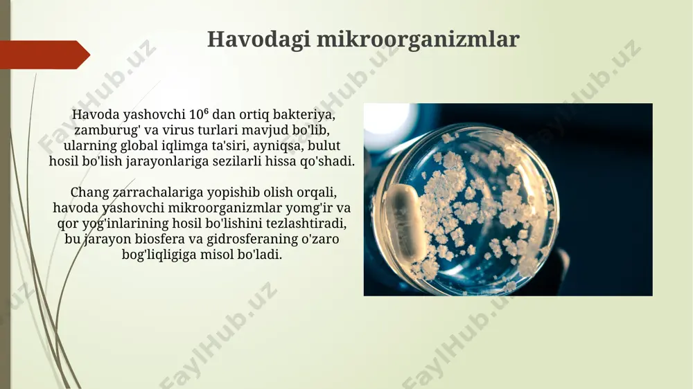 'rsatadi. mikroorganizmlar, ayniqsa bakteriyalar va zamburug'lar, organik moddalarning 90% gacha qismini parchalab, mineralizatsiyaga olib keladi, bu jarayon tuproq unumdorligini oshiradi va ozuqa aylanishini ta'minlaydi. bioremediatsiya va mikroorganizmlar mikroorganizmlar, neft ifloslanishini bartaraf etishda 90% gacha samaradorlik ko'rsatadigan bioremediatsiya jarayonlarida muhim rol o'ynaydi, bu esa ekologik tozalash xarajatlarini sezilarli darajada kamaytiradi. bioremediatsiyada ishtirok etadigan bakteriyalar va zamburug'lar soni 10 6 – 10 9 hujayra/ml gacha yetishi mumkin, bu ularning yuqori metabolik faolligini ko'rsatadi. mikroorganizmlarning atrof-muhitga ta'siri tuproqdagi bakteriyalar va zamburug'lar, o'simliklarning o'sishi va rivojlanishi uchun zarur bo'lgan 16 dan ortiq ozuqa elementlarini mineralizatsiya qiladi, bu esa biogeokimyoviy sikllarga ta'sir qiladi. mikroorganizmlar, global karbon aylanishining 50% dan ortig'ini ta'minlab, atmosfera gazlari tarkibini, jumladan, co2 va metan miqdorini muvozanatlashda muhim rol o'ynaydi. patogen mikroorganizmlar va atrof-muhit viruslar, jumladan, rotaviruslar va noroviruslar, ifloslangan suv manbalar orqali tarqalib, yiliga millionlab odamlarni oshqozon-ichak kasalliklariga chalinishiga sabab bo'ladi, bu esa salbiy ekologik va iqtisodiy oqibatlarga olib keladi. patogen …