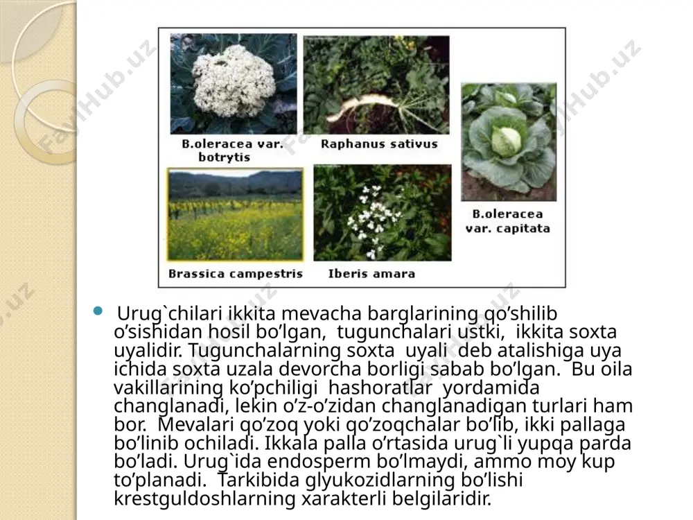 karamdoshlar - brassicaceae - Page 4